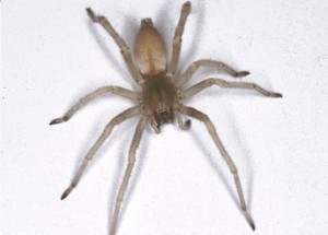 araignee-300x215 (1).jpg